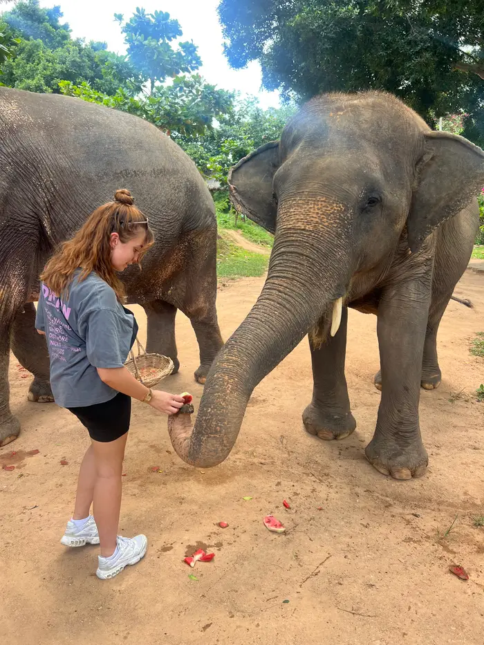 Nourrissage des éléphants dans un sanctuaire éthique