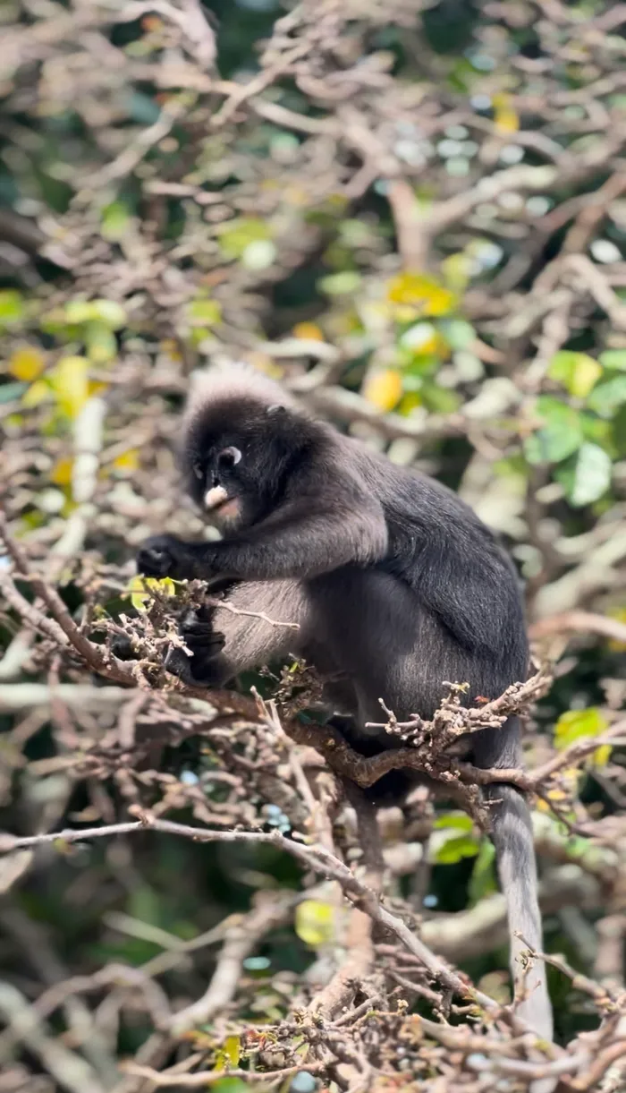 Singe langur dans la canopée du parc national de Koh Lanta